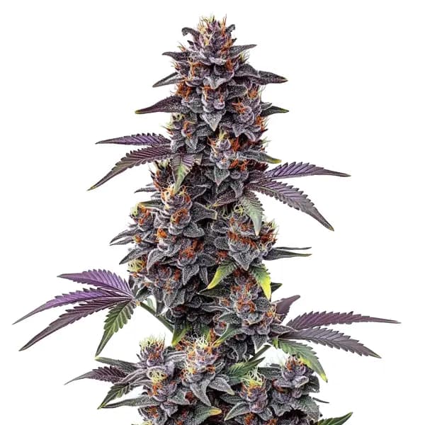 Purple Haze Autoflower Seeds