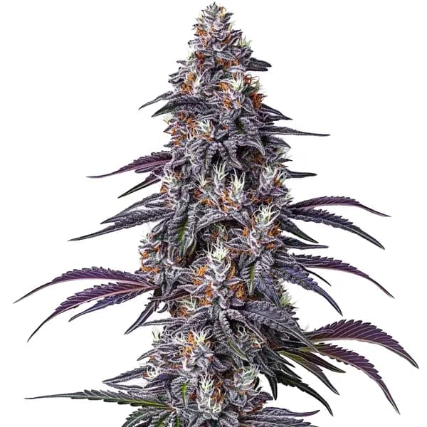Purple Haze Seeds