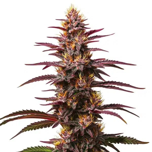 Purple Kush Autoflower Seeds