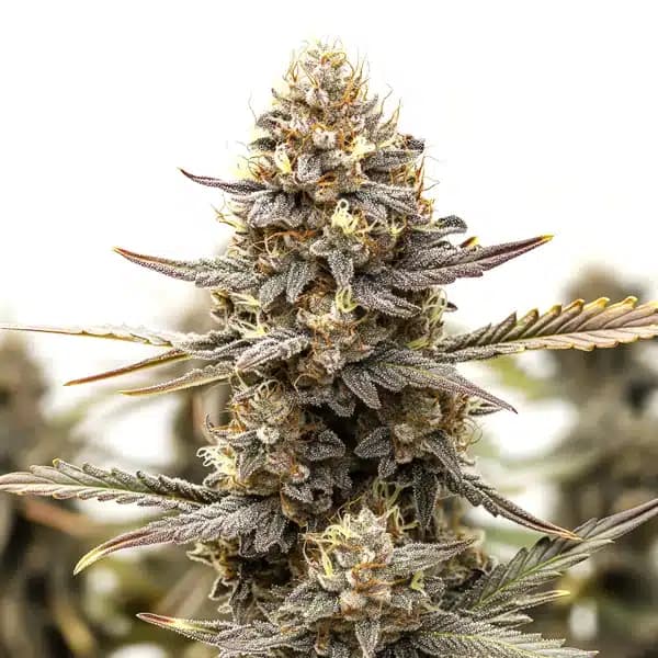 Purple Kush F1 Seeds