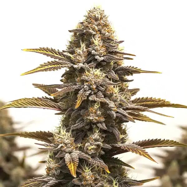Purple Kush x Mazar Seeds