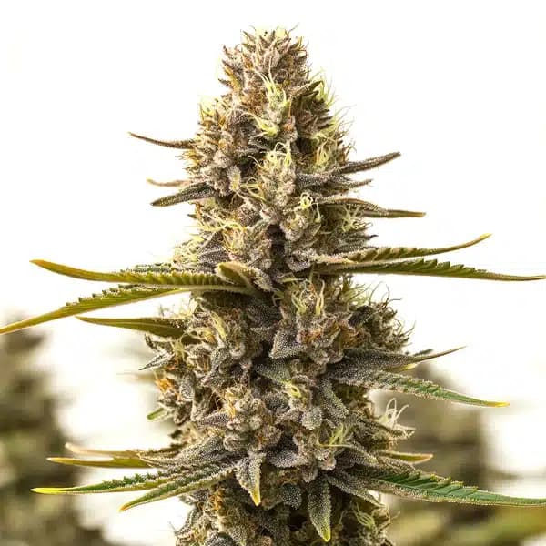 Purple Kush x White Russian Seeds