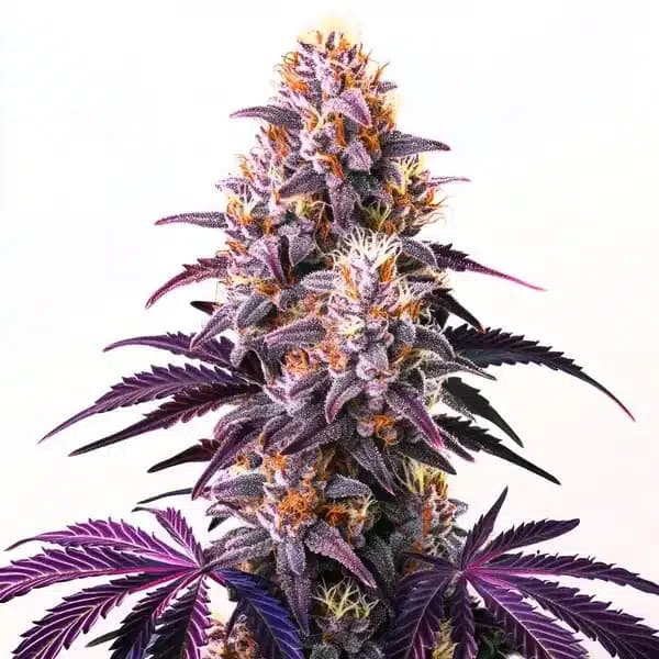 Purple Kush Seeds