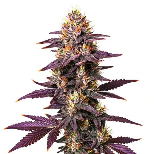 Purple Lavender Kush Seeds