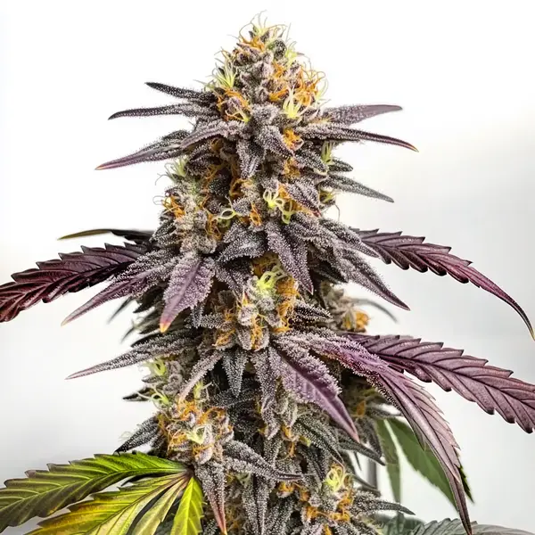Purple Lemon Seeds