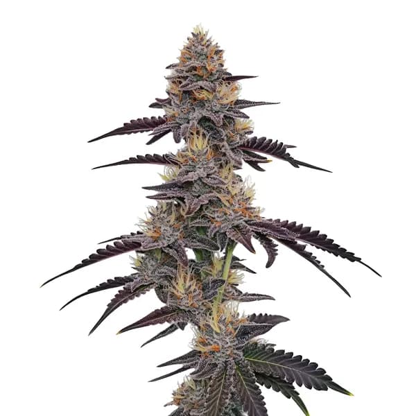 Purple Pineapple Seeds