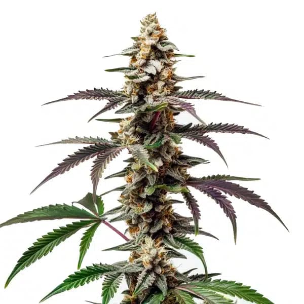 Purple Punch F1 Seeds