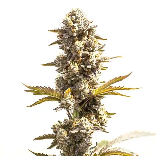 Purple Punch x Do-Si-Dos Seeds