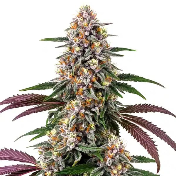 Purple Punch Seeds