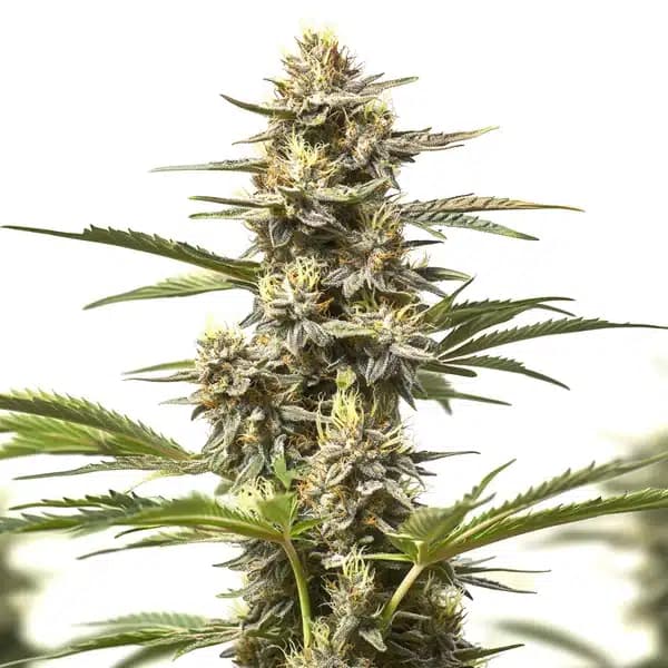 Purple Skunk Auto Seeds