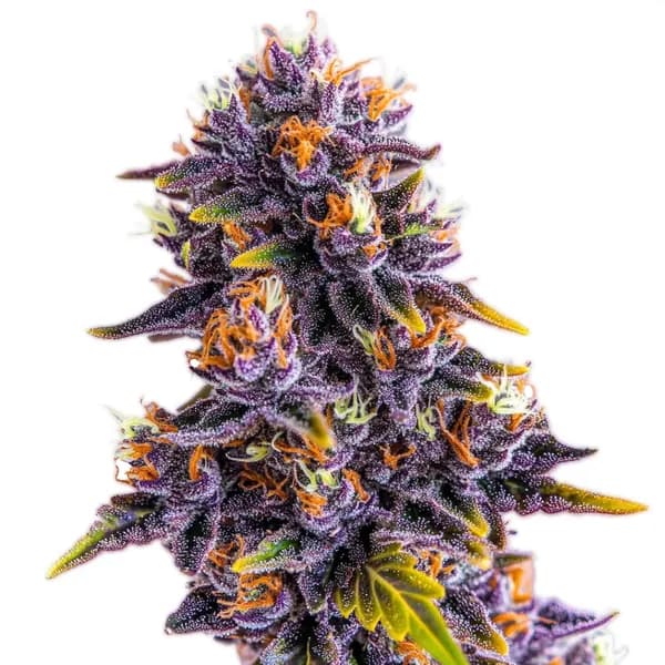Purple Star Killer Seeds