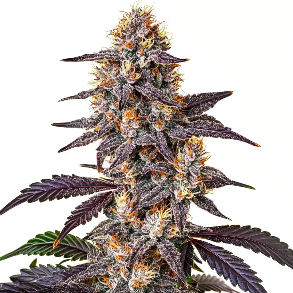 Purple Sunset Seeds
