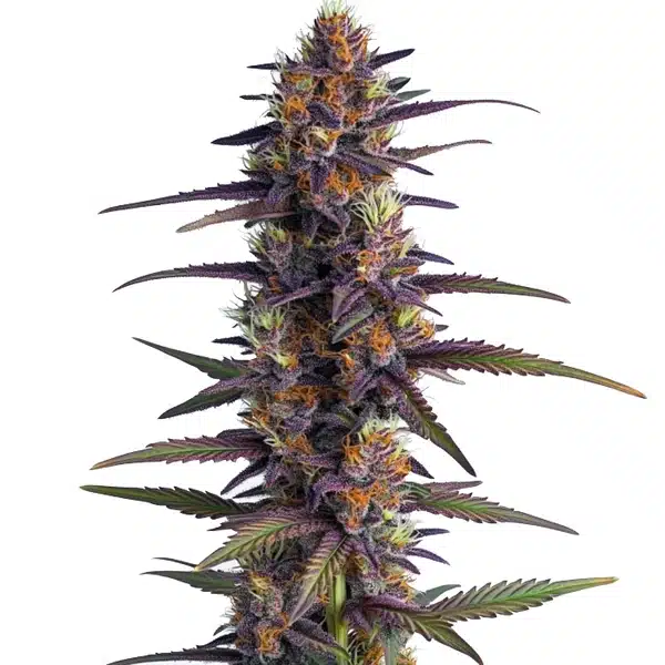 Purple Thai Regular Seeds