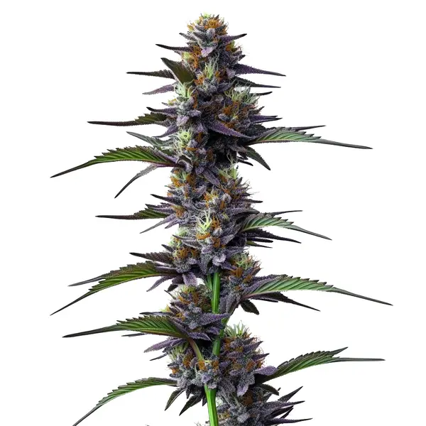 Purple Thai Seeds