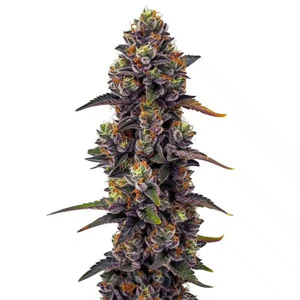 Purple Urkle Seeds