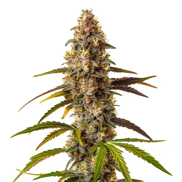Quarter Pounder Auto Seeds