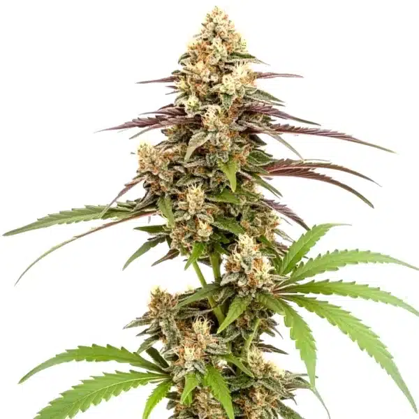 Rainbow Chip F2 Regular Seeds