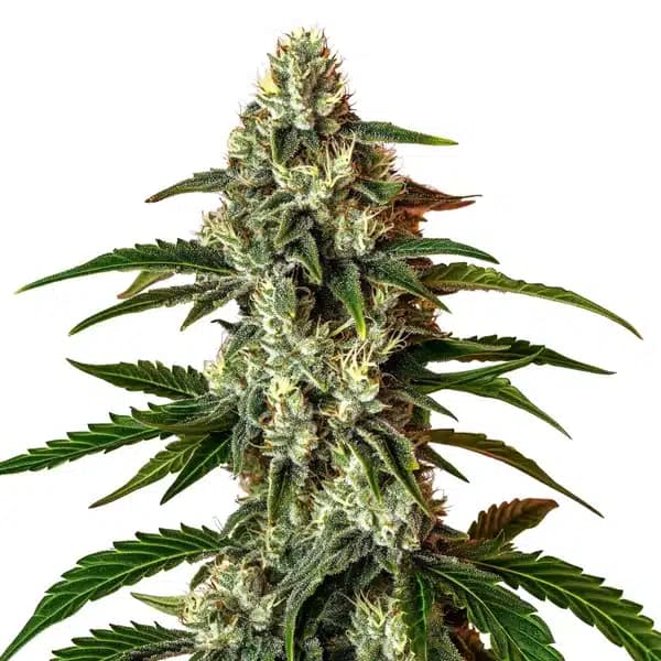 Rainbow Driver Auto Seeds
