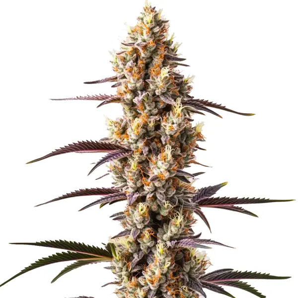 Rainbow Kush Seeds