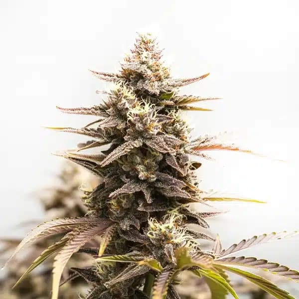 Rainbow Sherbet Auto Seeds