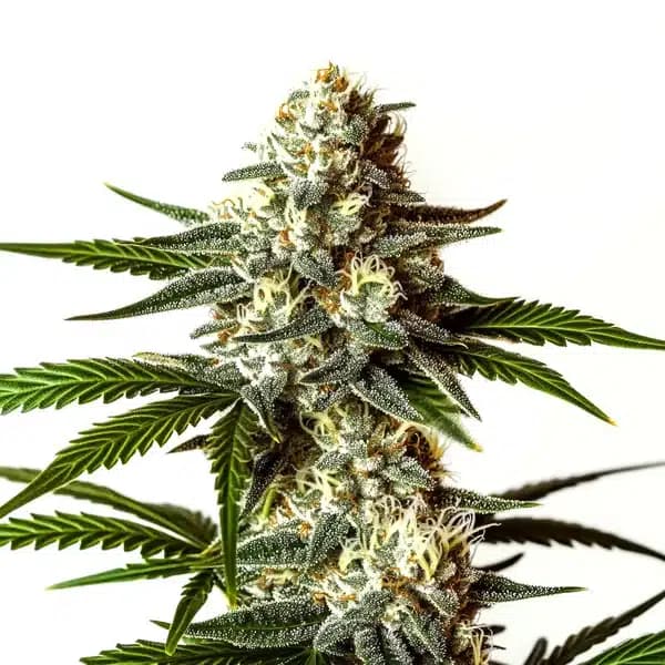 Rainbow Sherbet Seeds