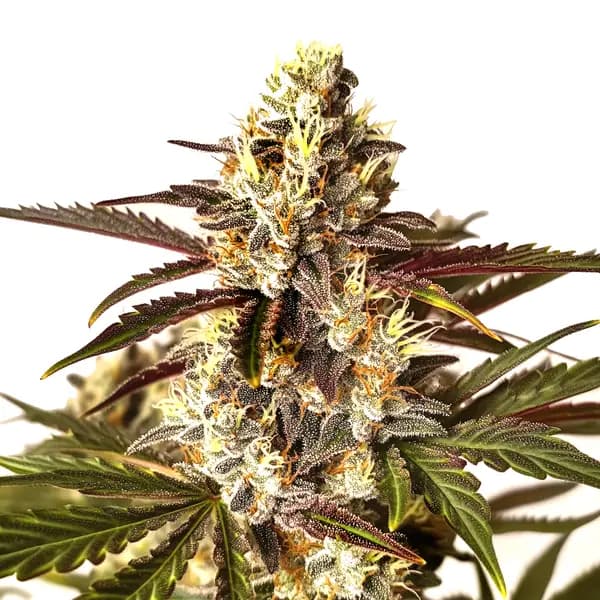 Red Dragon Seeds