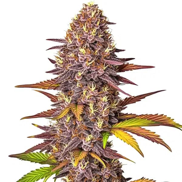 Red Poison Auto Seeds