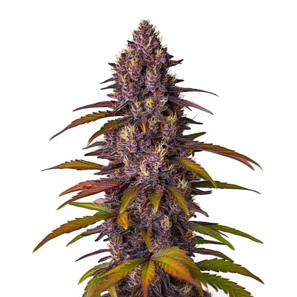 Red Skunk Kush Auto Seeds