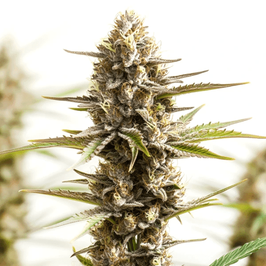 Red Velvet Cannabis Extraction Seeds
