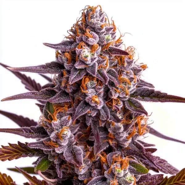 Ricky Bobby Seeds