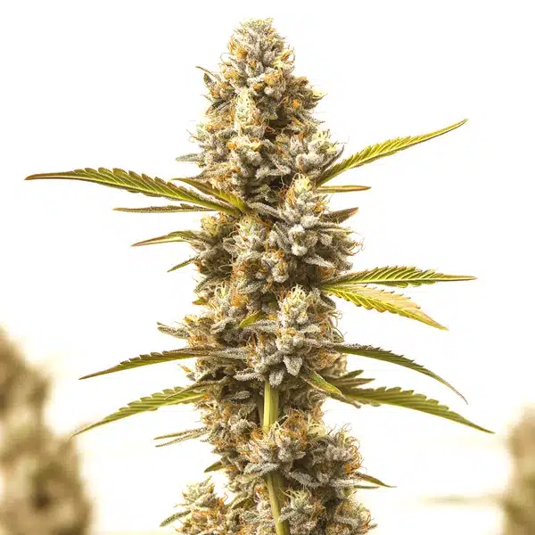 Rock Fruit Fast Version Seeds