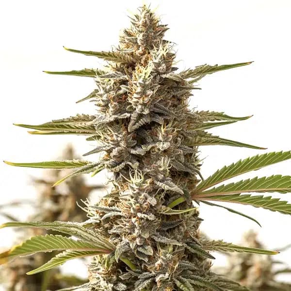 Rock Start Seeds
