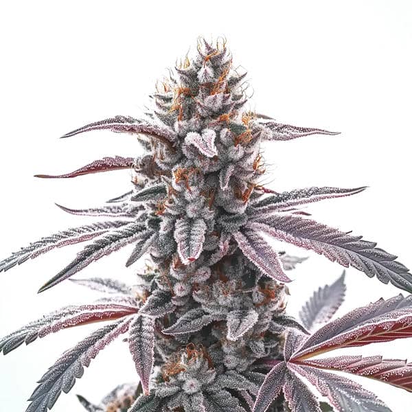 Rotten Z OG Seeds