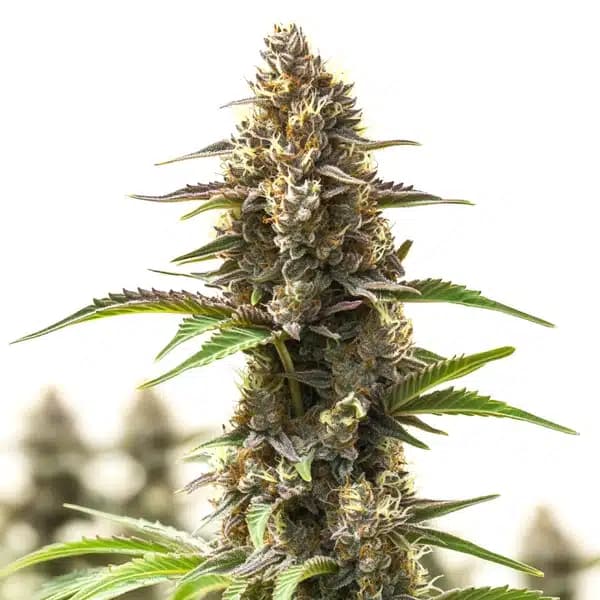 RS11 Cannabis Extraction Seeds