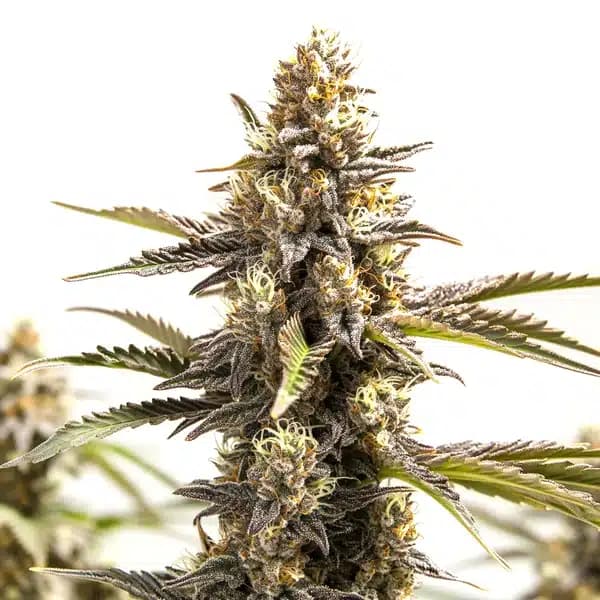 RS11 x Apple Fritter Seeds