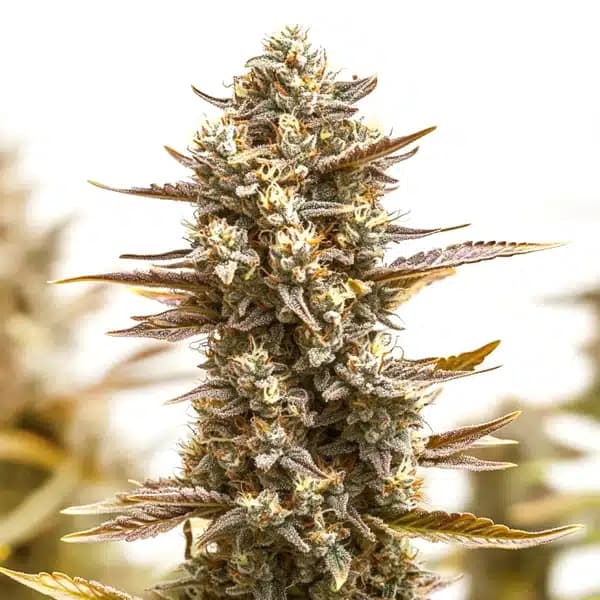 RS11 x Candy Rain Seeds