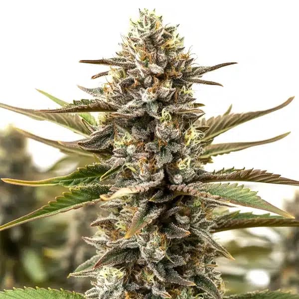 RS11 x Cereal Milk Seeds