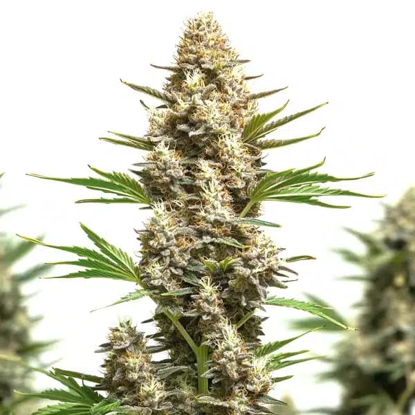 RS11 x Chemdog 4 Seeds