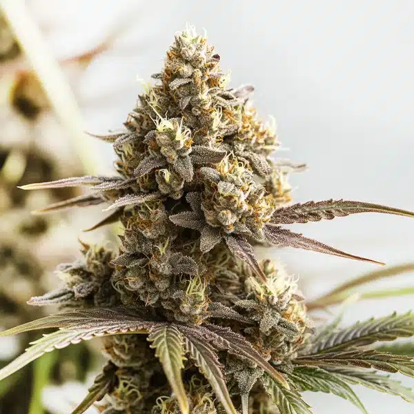 RS11 x Cookies Cream Seeds