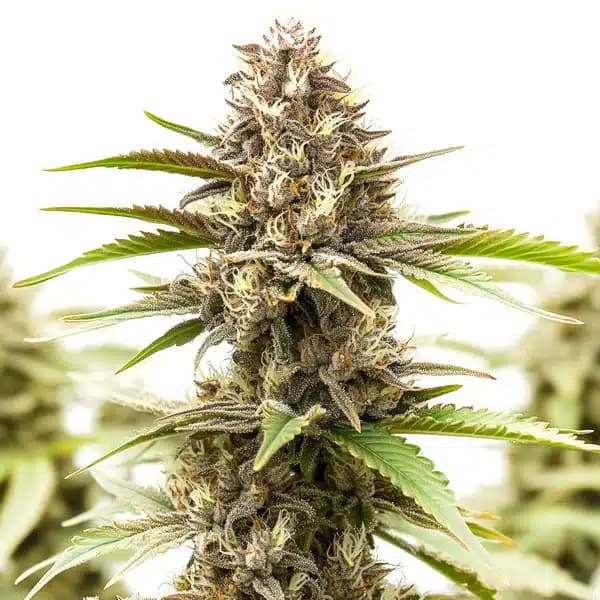 RS11 x Galactic Cookies Seeds