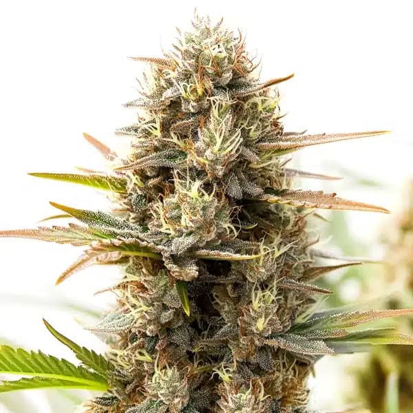 RS11 x Gush Mints Seeds
