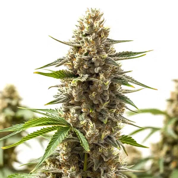 RS11 x Ooze Seeds