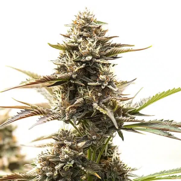 RS11 x Runtz Seeds