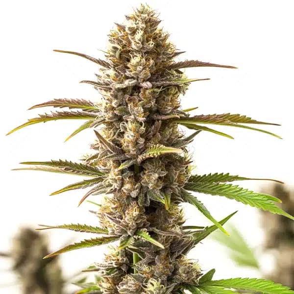 RS11 x Skywalker Seeds