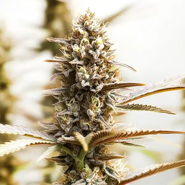RS11 x Super Boof Seeds