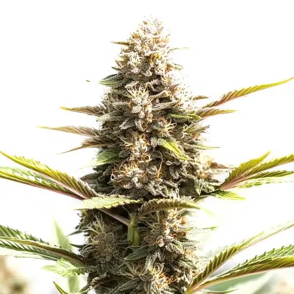 RS11 x Wedding Cake Seeds