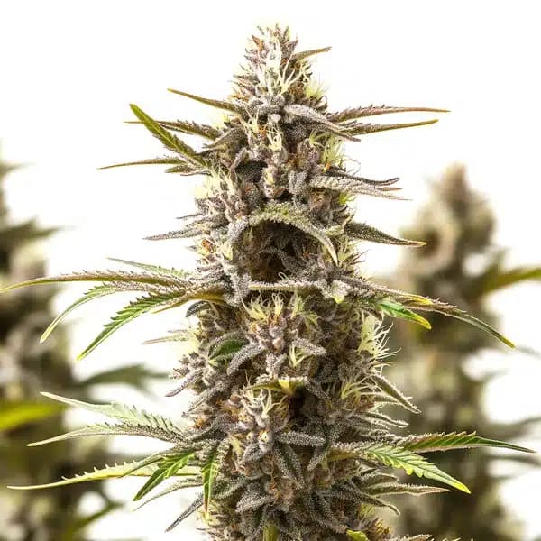 RS11 x Zoap Seeds