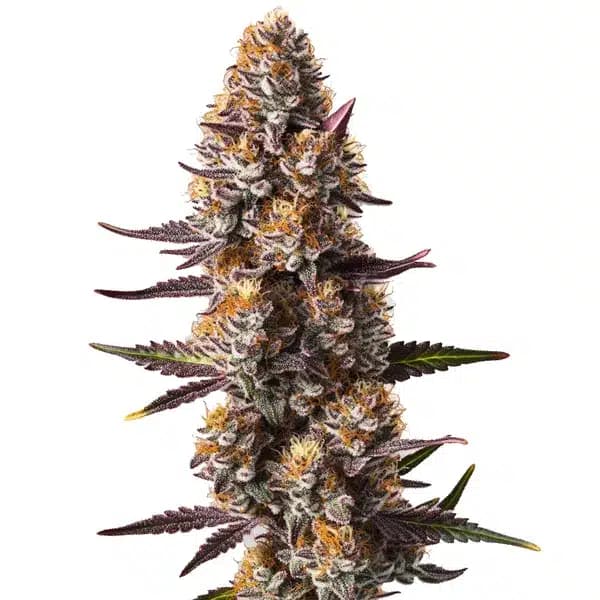 Rude Boy OG Seeds