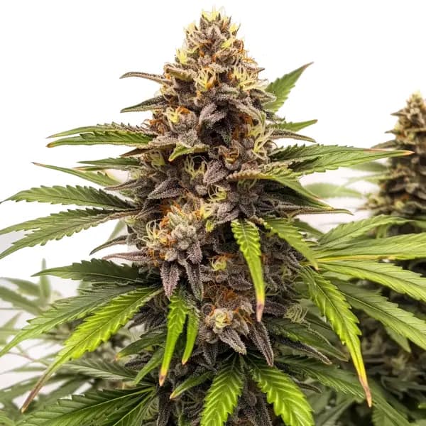 Runtz Autoflower Seeds
