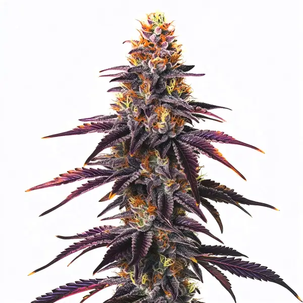 Runtz Seeds